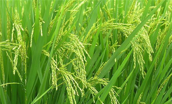 因茬因种适期播插