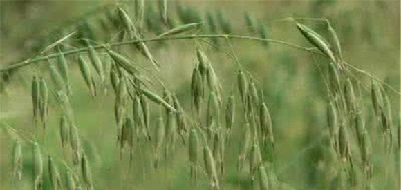 野燕麦的功效与作用