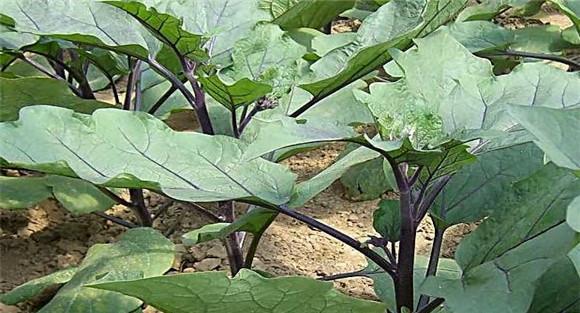 茄子嫁接用什么做砧木品