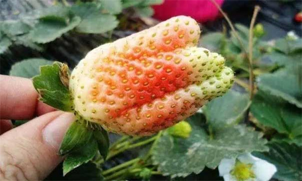 草莓畸形果过多的原因