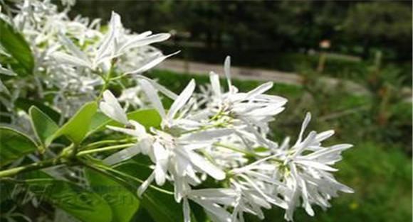 流苏树种植与管理要点
