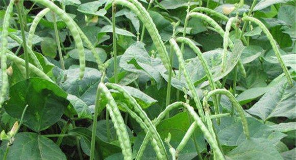 红小豆种植时间和方法