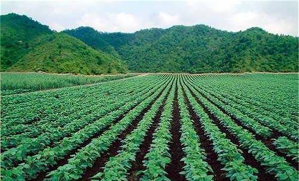 大豆需肥特性