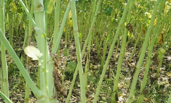 油菜杆开裂用什么药