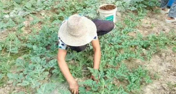植株整理