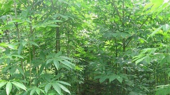 七叶树是常绿还是落叶植物