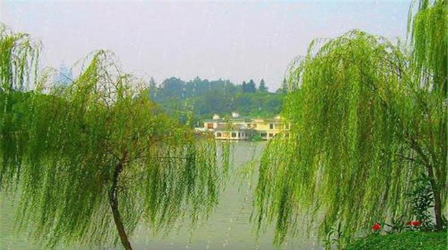 垂柳的地理分布