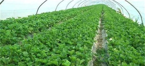 甜瓜浇水什么时间最好