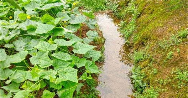 甜瓜浇水技术要点