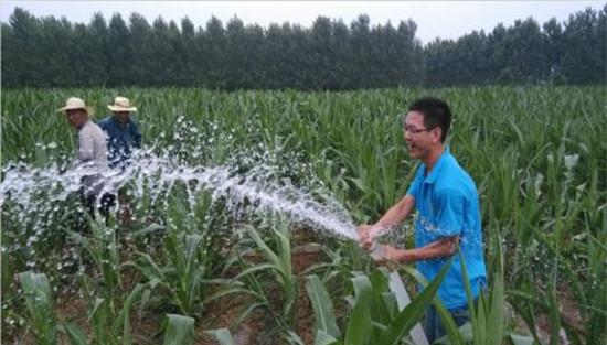 青饲玉米的肥水管理