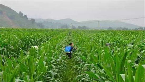 青饲玉米需施用无毒农药