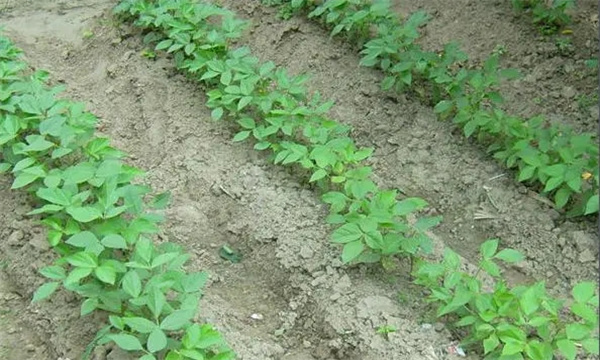小豆的种植时间与播种方法