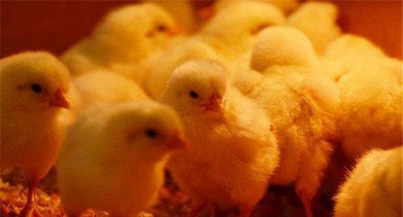 雏鸡饲养的适宜温度是多少 如何养好雏鸡