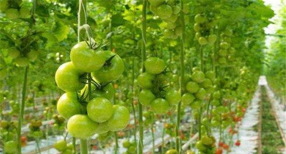 番茄筋腐病的防治方法