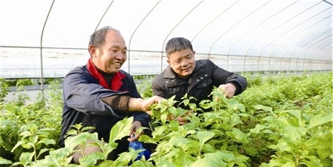 大棚枸杞的品种选择