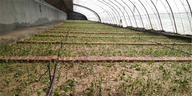 大棚枸杞如何整地筑畦