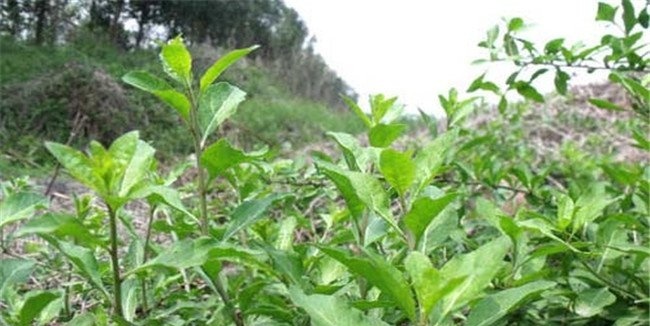大棚菜用枸杞的栽培方式