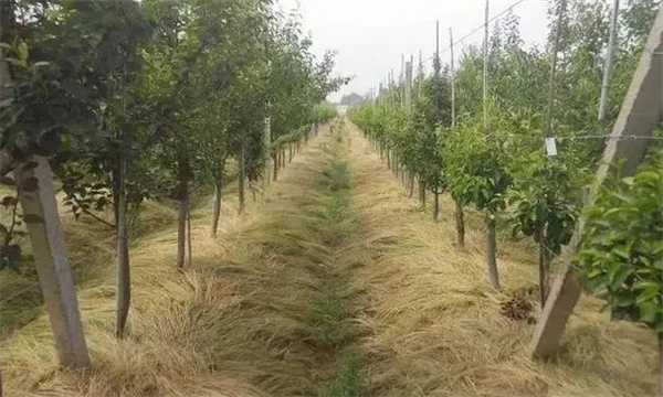 果园覆草有什么好处