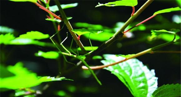 竹节虫分布在哪里