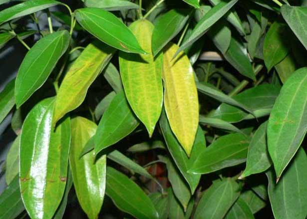 苗木种植技术