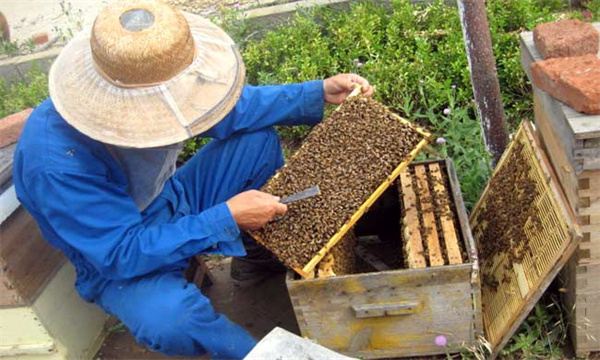 蜜蜂为什么会逃跑