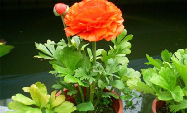花毛茛的生态习性