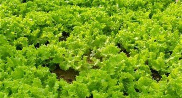 夏茬生菜种植时间和方法