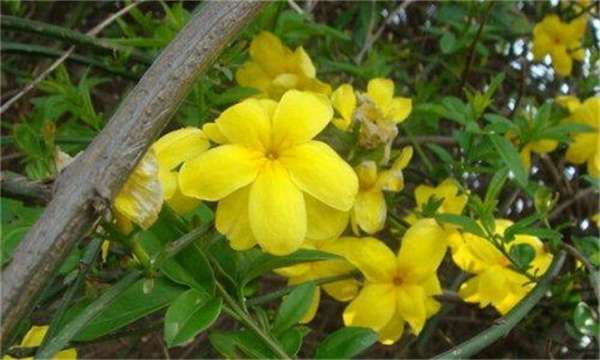 迎春花的养殖方法和注意事项有哪些