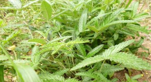 翻白草的药用功效