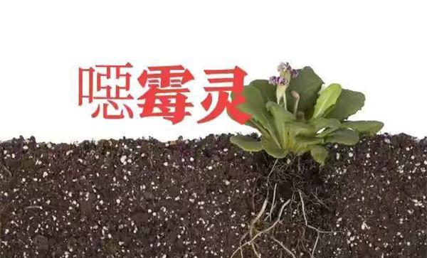 恶霉灵的作用机理