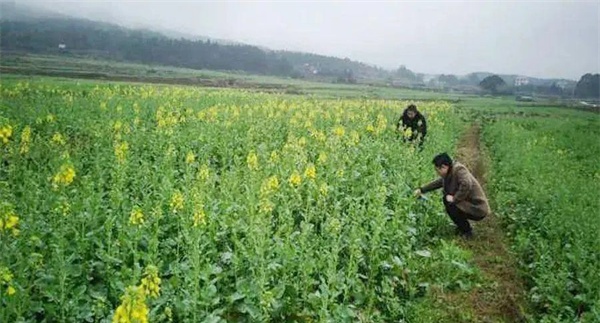 油菜定植后如何进行田间管理