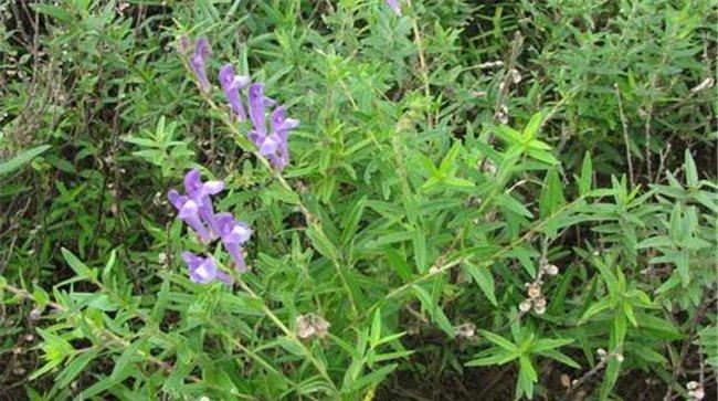 黄芩种植技术要点