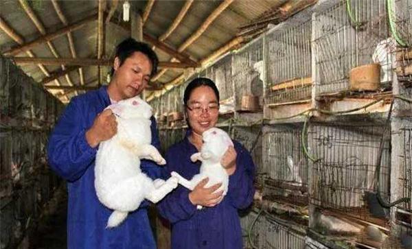 捉拿家兔时应注意哪些事项