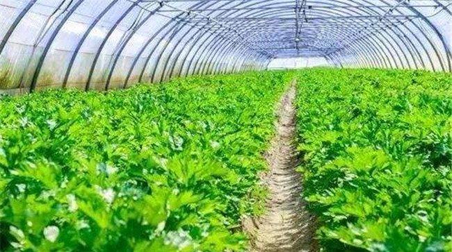 芹菜为什么要少施尿素