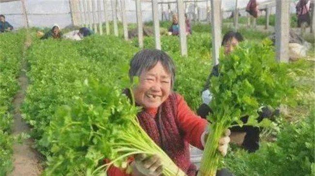 芹菜亩产量一般是多少公斤