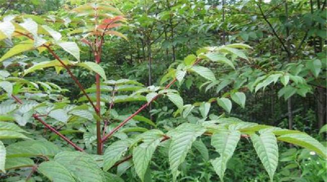 银鹊树是什么植物