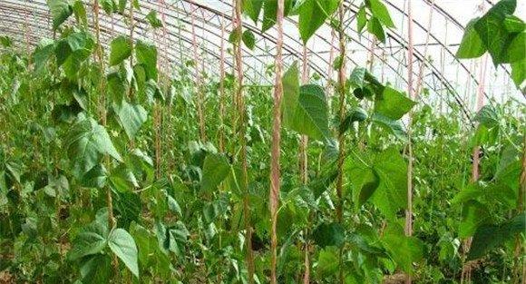菜豆落花落荚的原因是什么
