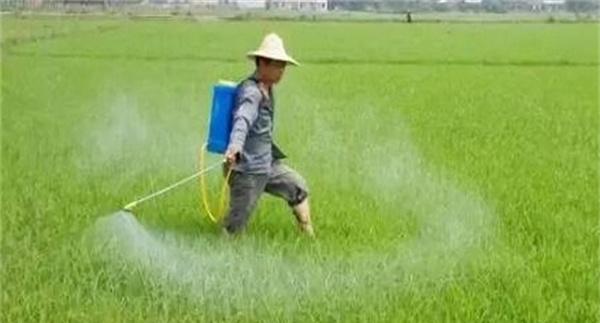 如何提高直播稻田的均匀度