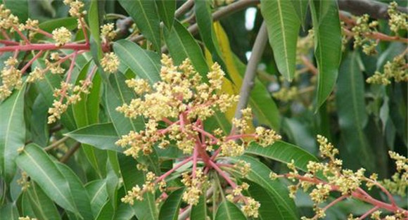 四季芒果种植方法