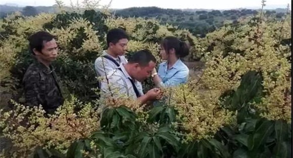 四季芒果可人为地进行花期调节