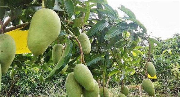 四季芒果栽培技术要点