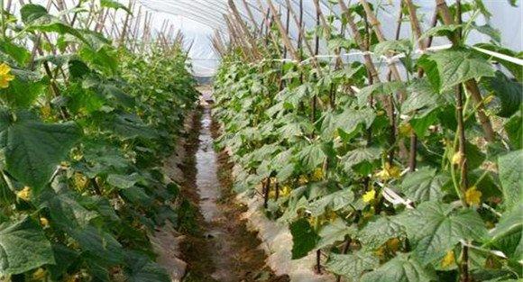 黄瓜病虫害防治存在的主要问题