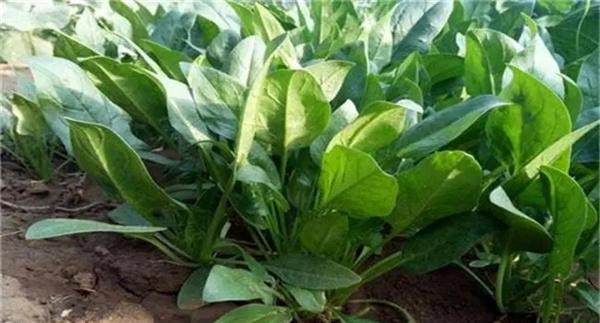 越冬菠菜如何进行种子选择与播种