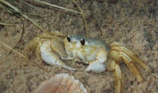 暂养河蟹死亡原因分析