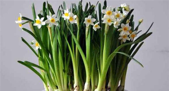 如何延长水仙花期