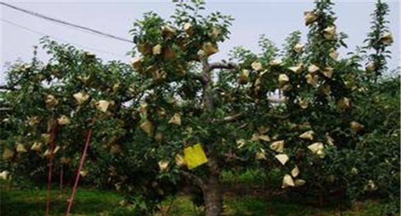 夏季果树管理