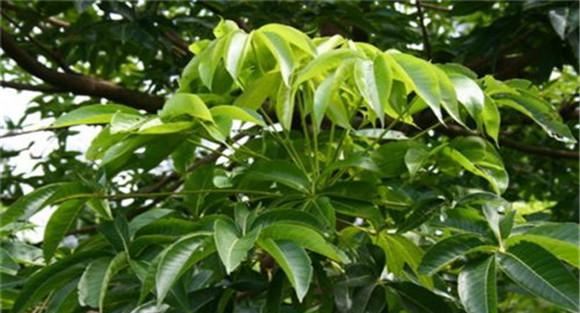 苹婆的种植技术要点