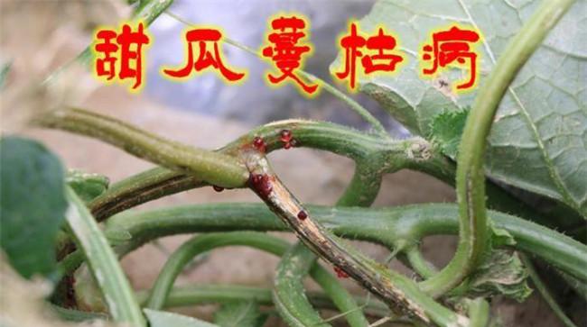 甜瓜蔓枯病的发病症状