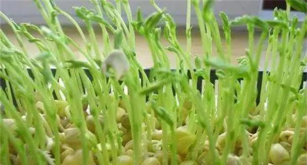 松柳芽苗菜