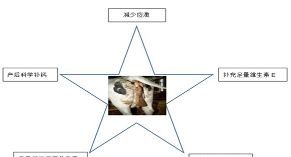 奶牛子宫内膜炎